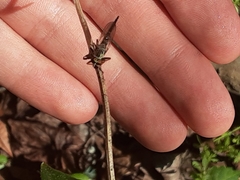 Neoitamus flavofemoratus