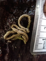 Ariolimax columbianus