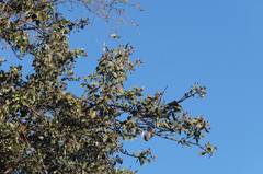 Turdus rufopalliatus