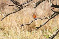 Pyrocephalus rubinus