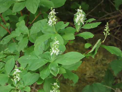 Elliottia paniculata, photograph 6