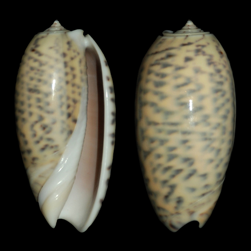 tiger olive