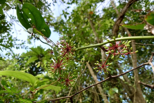 Bearded Smilax (Smilax bracteata)