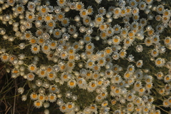 Achyranthemum argenteum