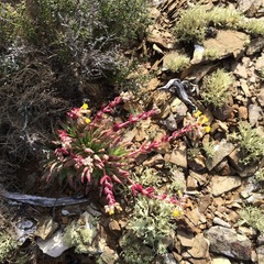 Dudleya linearis