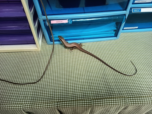 Longtail Mabuya