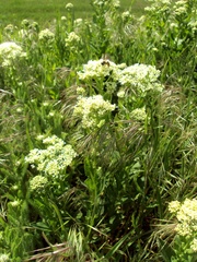 Lepidium draba