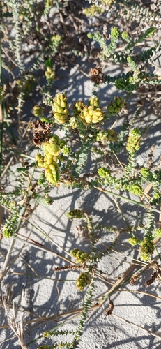 Beach Slugwort (Hebenstretia cordata)