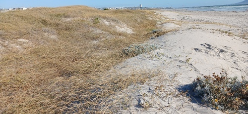 Grey Dune Saladbush (Didelta carnosa)