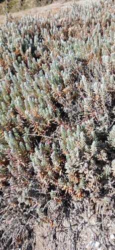 Beach Soutbos (Chenolea diffusa)