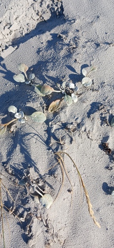 Cape Beach Daisy (Arctotheca populifolia)
