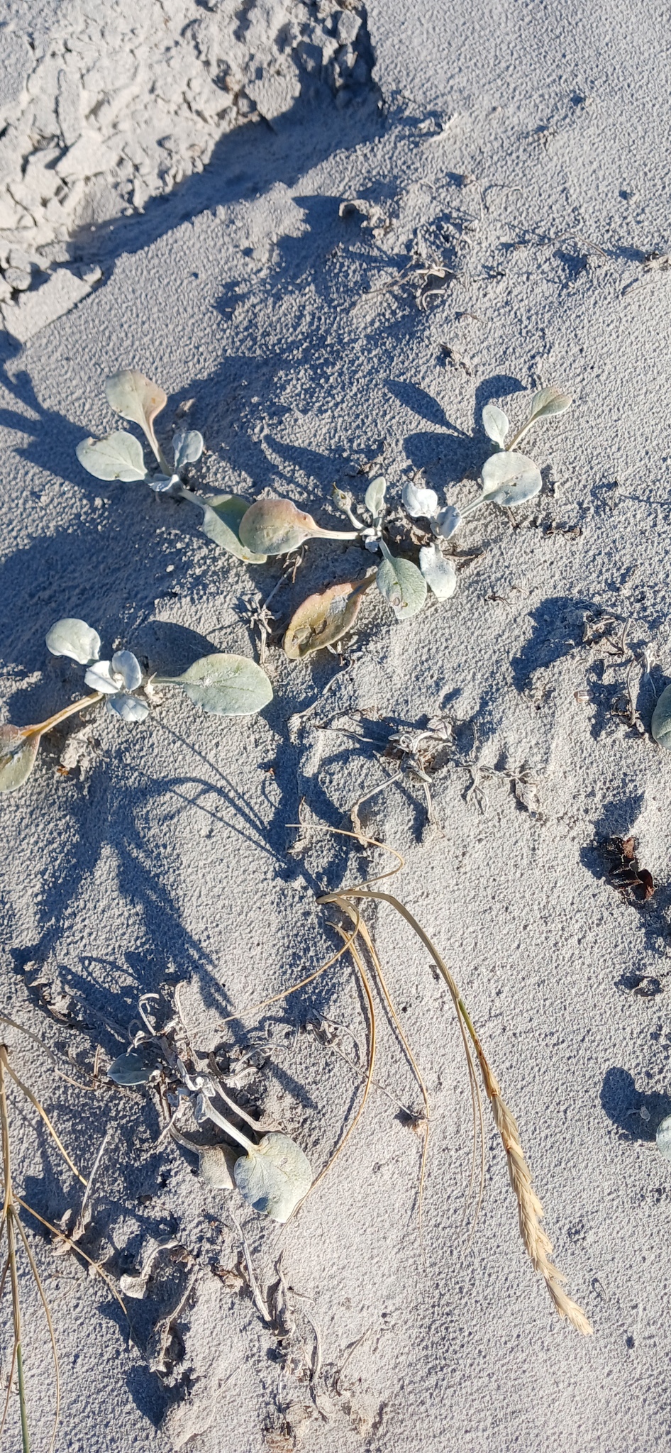 Cape Beach Daisy (Arctotheca populifolia)