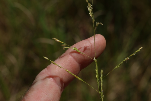 Leersia hexandra, photograph 6