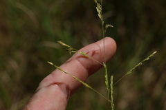 Leersia hexandra, photograph (c) Greg Tasney, some rights reserved (CC BY-SA)