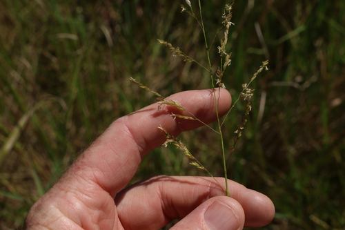 Native rice grass (Leersia hexandra)