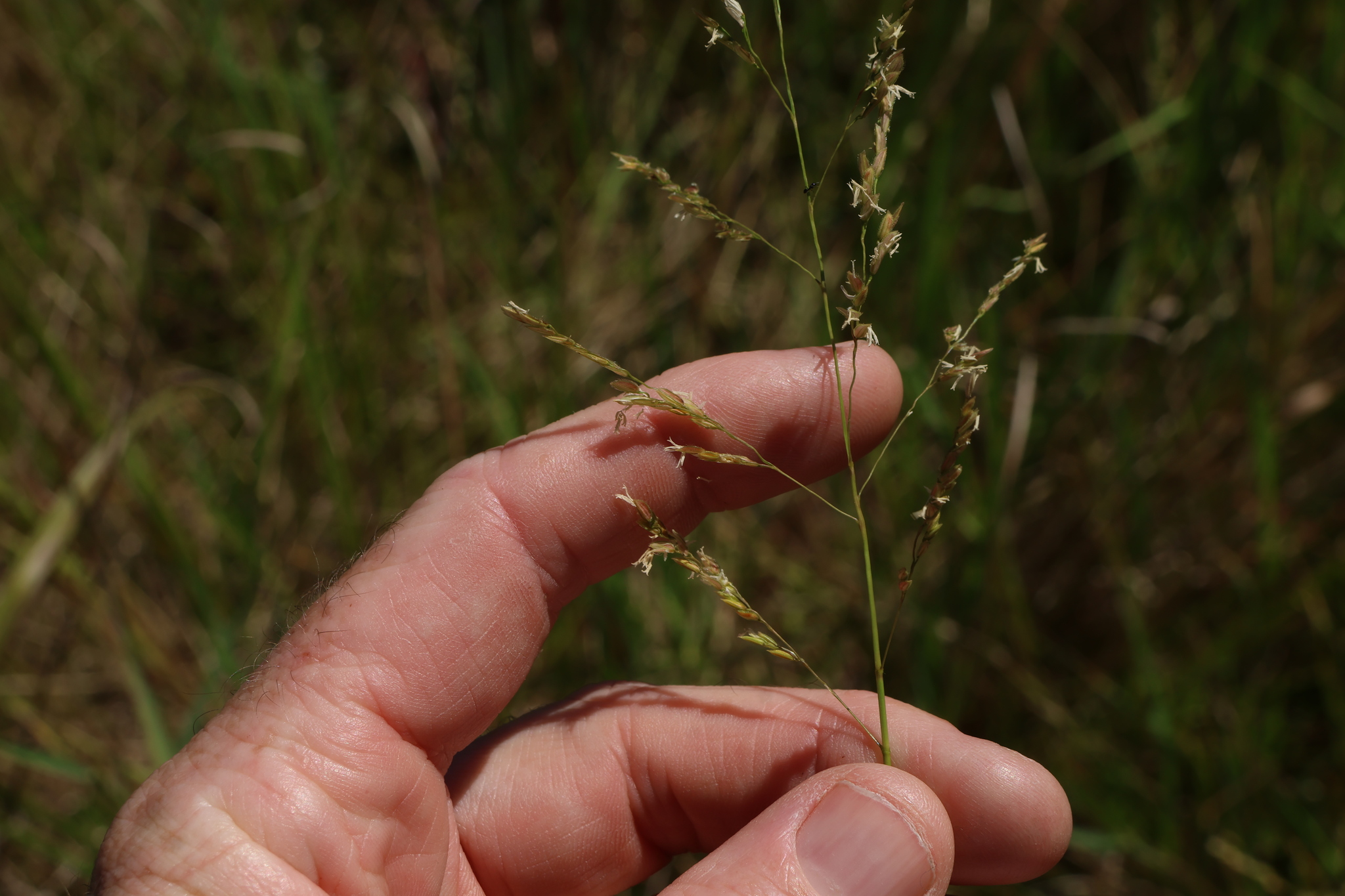 Southern Cut Grass (Leersia hexandra)