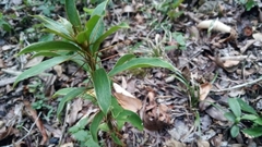 Dasyphyllum spinescens