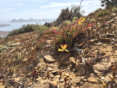 Dudleya linearis