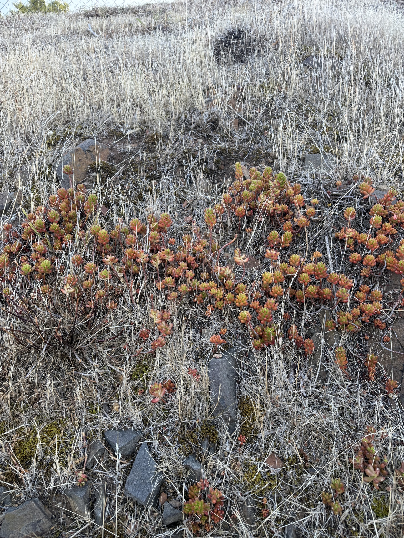 Jelly bean plant