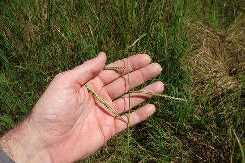 Broad-leaved Paspalum (Paspalum mandiocanum)