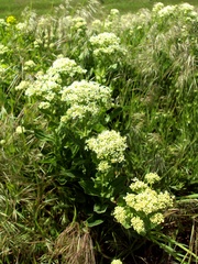 Lepidium draba