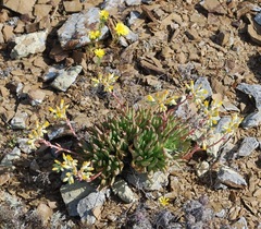 Dudleya linearis