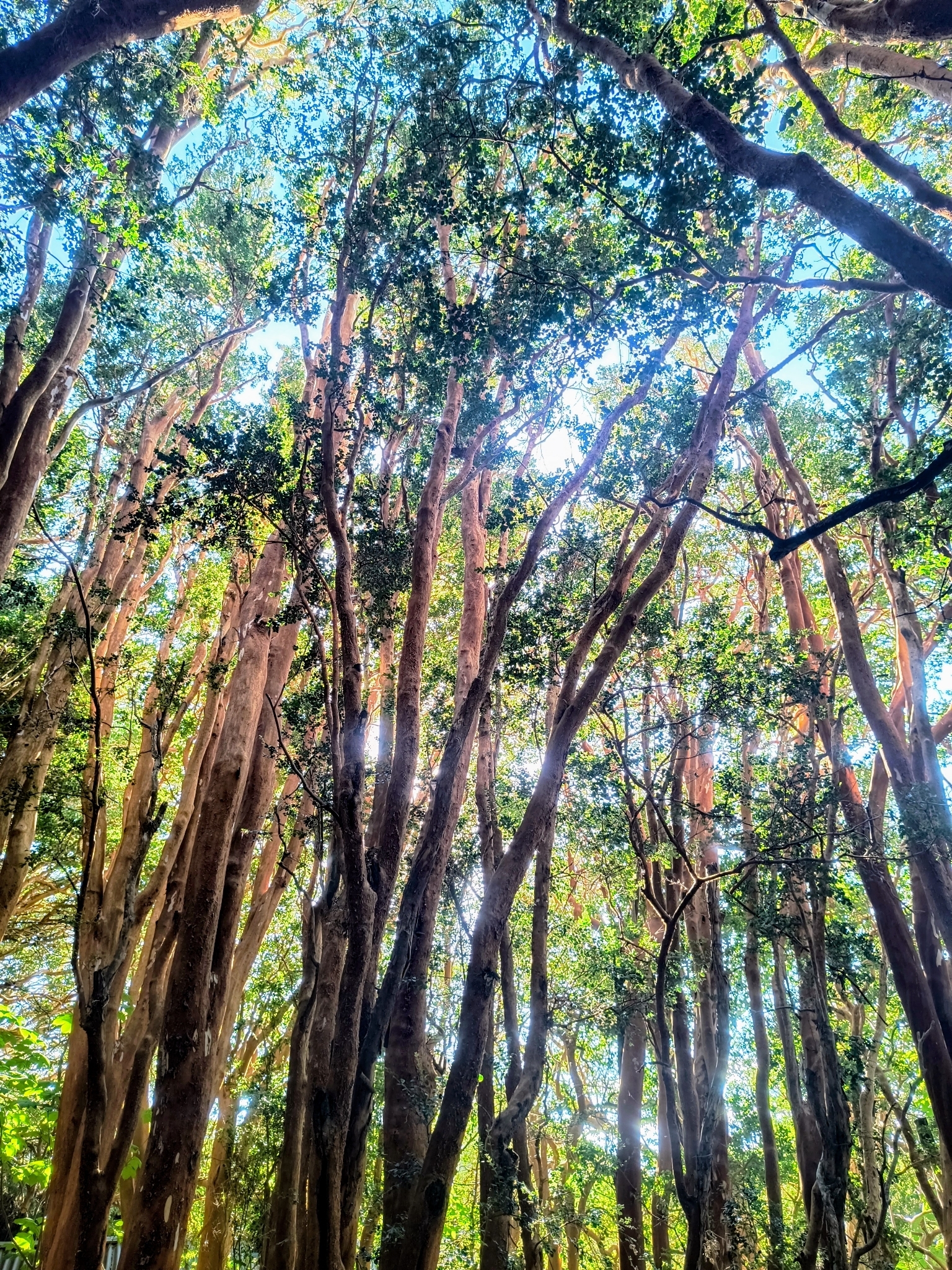 Luma Apiculata (Luma apiculata)