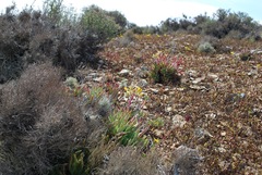 Dudleya linearis