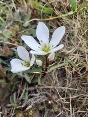 Gentianella serotina