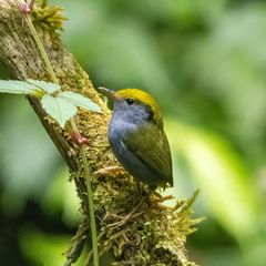 Slaty-Bellied Tesia photo 1