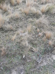 Gentianella serotina