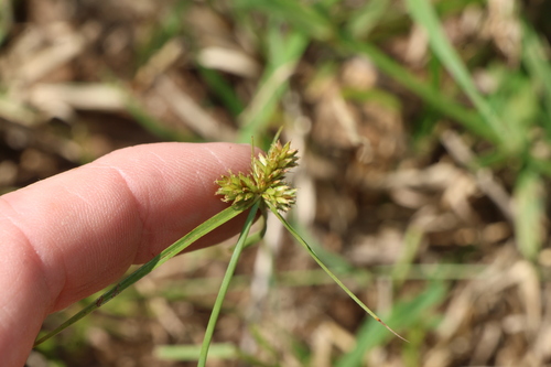 Cyperus aggregatus, photograph 3
