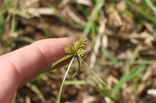 Cyperus aggregatus, photograph 2