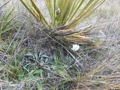 Gentianella serotina