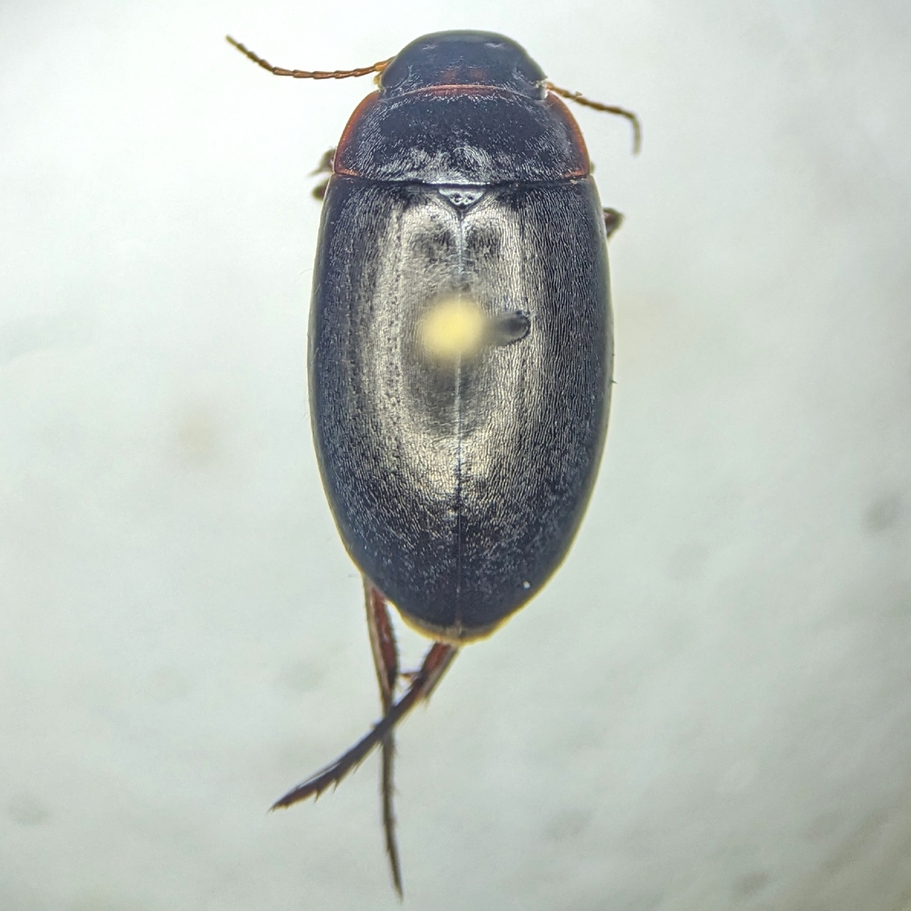 Ilybius discors