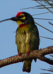 Psilopogon haemacephalus