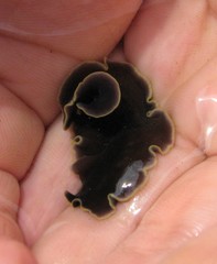 Pseudobiceros hancockanus