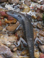 Emoia atrocostata