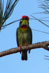 Psilopogon haemacephalus