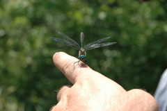 Cordulia shurtleffii