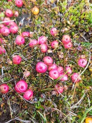 Gaultheria parvula