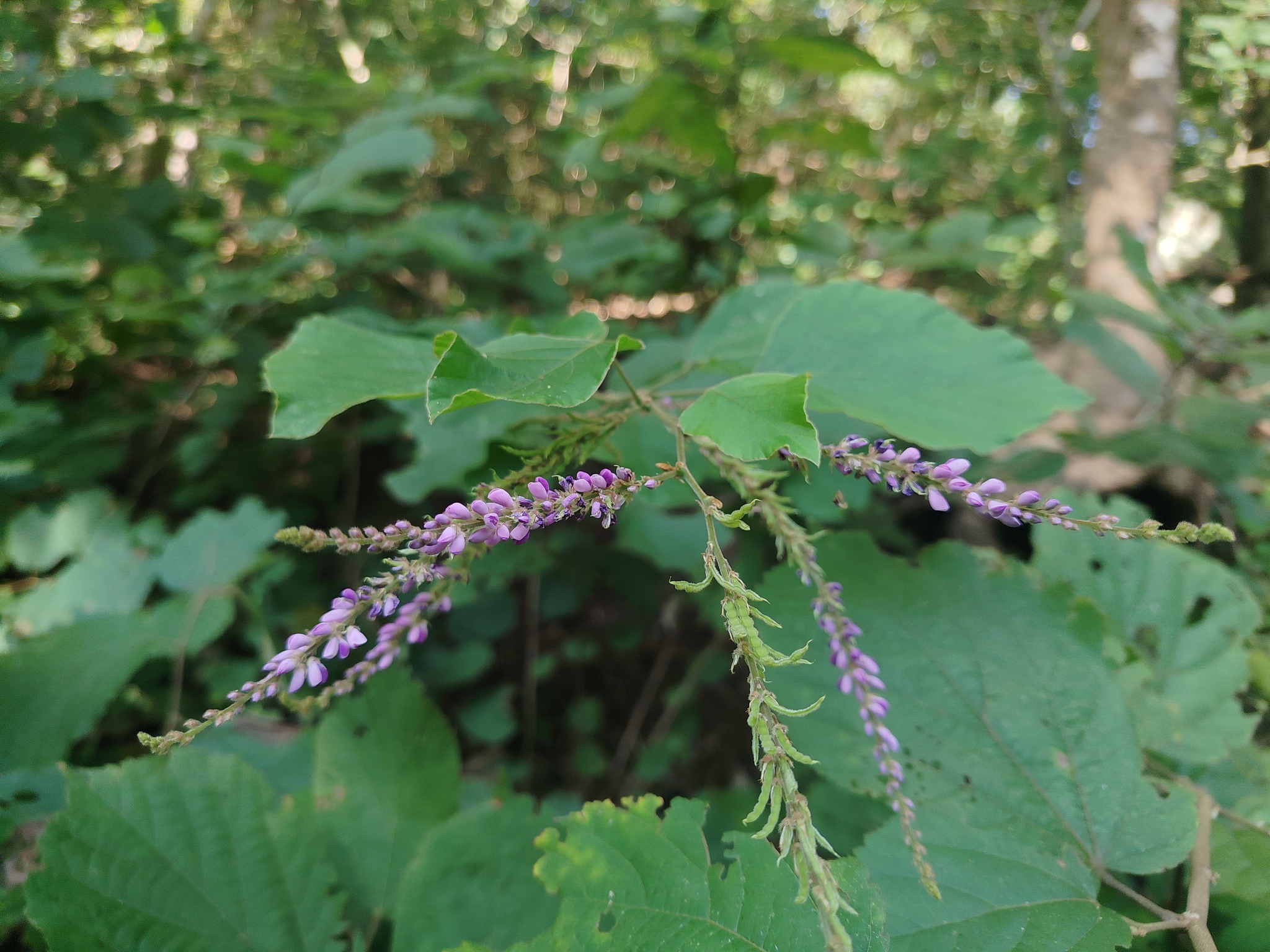 Pleurolobus Gangeticus (Pleurolobus gangeticus)