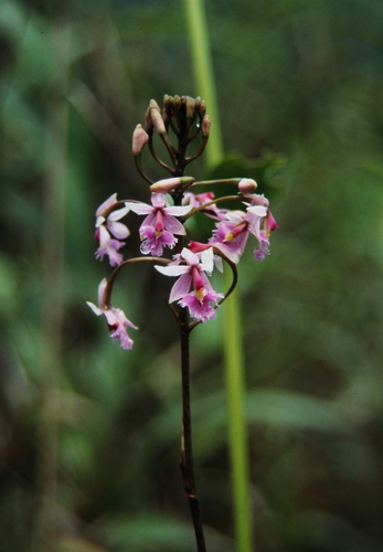 Epidendrum calanthum Rchb.f. & Warsz. 2