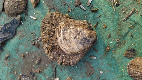 Ostrea denselamellosa observed 2026-03-12