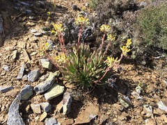 Dudleya linearis