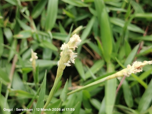 Seashore Centipede Grass (Ischaemum muticum)