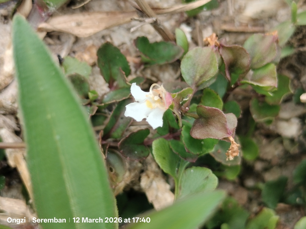 Cỏ bướm trắng – Legazpia polygonoides