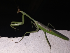 Stagmatoptera septentrionalis