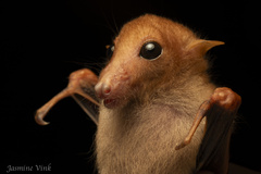 Woodford's Blossom Bat photo 1