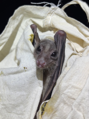 Rousettus amplexicaudatus observed 2025-08-14